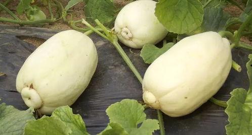 吃青州自己的瓜