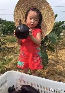 高明吃瓜爆料,揭秘娱乐圈幕后真相