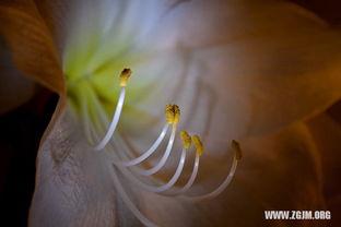 梦见摘田瓜吃,揭秘摘田瓜吃的神秘寓意