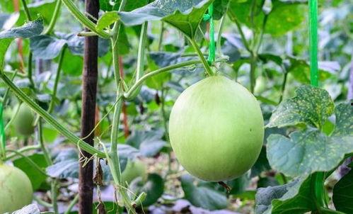 晚上吃瓜嗓子疼,揭秘夜间饮食与嗓子疼痛的关系  第2张