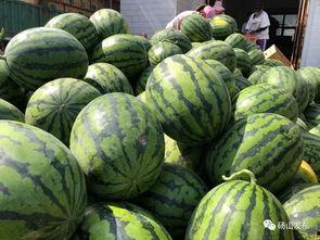 砀山官庄吃瓜,夏日炎炎，瓜香四溢的乡村食趣之旅