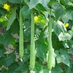 瓜梢头怎么吃,解锁夏日清新口感 第2张 瓜梢头怎么吃,解锁夏日清新口感 第2张