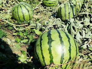 长垣中心街吃瓜