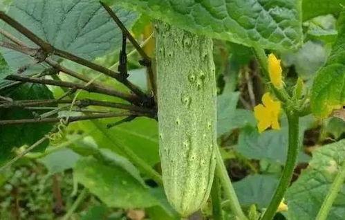 做梦在瓜地里卖瓜吃瓜,一场奇幻的卖瓜吃瓜之旅  第1张