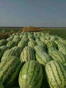 做梦在瓜地里卖瓜吃瓜,一场奇幻的卖瓜吃瓜之旅  第2张