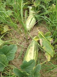 做梦在瓜地里卖瓜吃瓜,一场奇幻的卖瓜吃瓜之旅  第3张