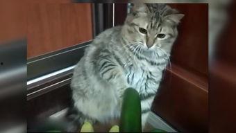 猫可以吃洋瓜  第2张