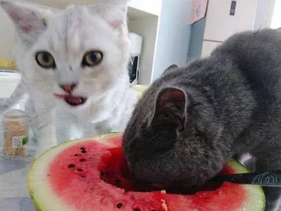 猫可以吃洋瓜  第3张