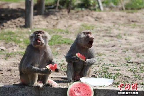 动物吃瓜图鉴,揭秘各种动物吃瓜图鉴  第1张