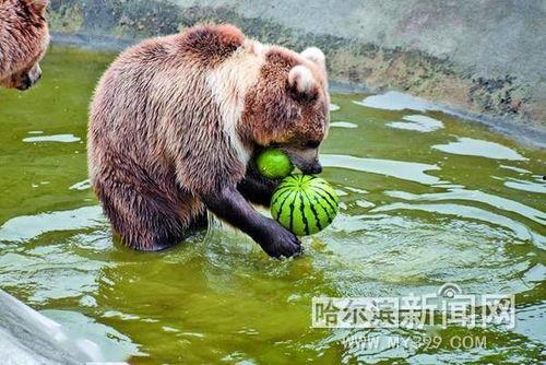 动物吃瓜图鉴,揭秘各种动物吃瓜图鉴  第2张