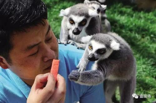 动物吃瓜图鉴,揭秘各种动物吃瓜图鉴  第3张