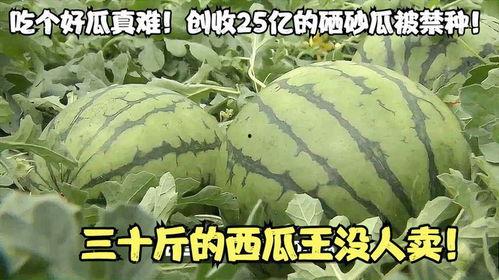 吃瓜三十是谁  第3张