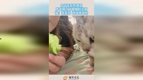 吃瓜吸猫少女视频  第3张