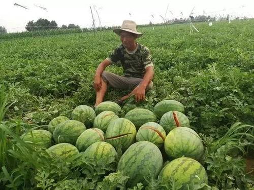 吃烂瓜会,揭秘生活中的甜蜜苦涩  第3张