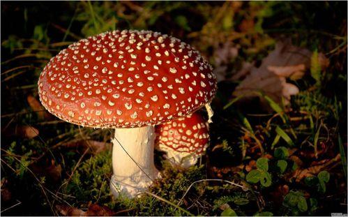 蘑菇短视频吃瓜,揭秘娱乐圈吃瓜盛宴  第2张