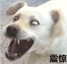 qq吃瓜狗血群  第3张