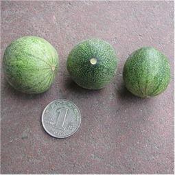 瓜溜子怎么吃  第3张