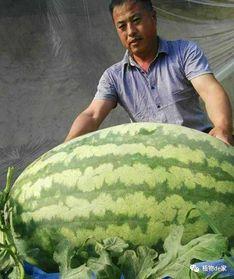 王大盒吃瓜  第2张