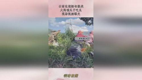 缅甸边境吃瓜现场,揭秘边境风情与民间故事  第1张