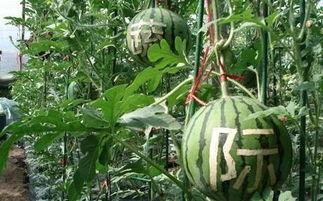销售楼吃瓜  第2张